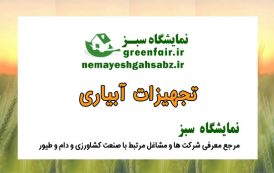پرنده باران پارس