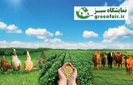 طیور دانه سلامت دزفول
