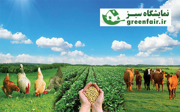 طیور دانه سلامت دزفول