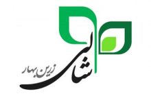 شالی زرین بهار
