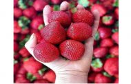 فناور نانو پژوهش مرکزی