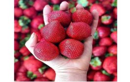 فناور نانو پژوهش مرکزی
